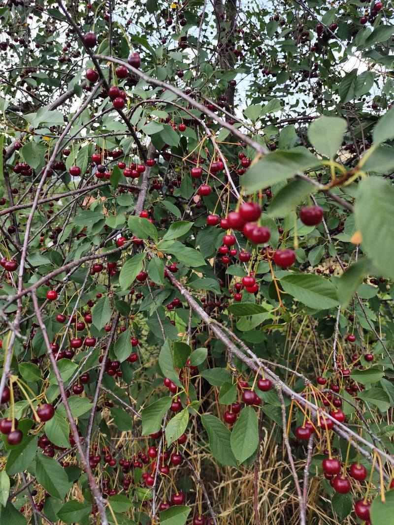 De nombreuses cerises rouges et mûres sont suspendues aux branches délicates d'un arbre plein de feuilles vertes.