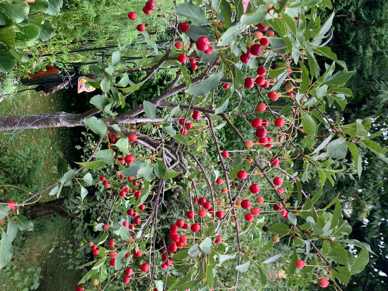 La photo montre la branche d'un cerisier avec de nombreuses cerises rouges et des feuilles vertes.