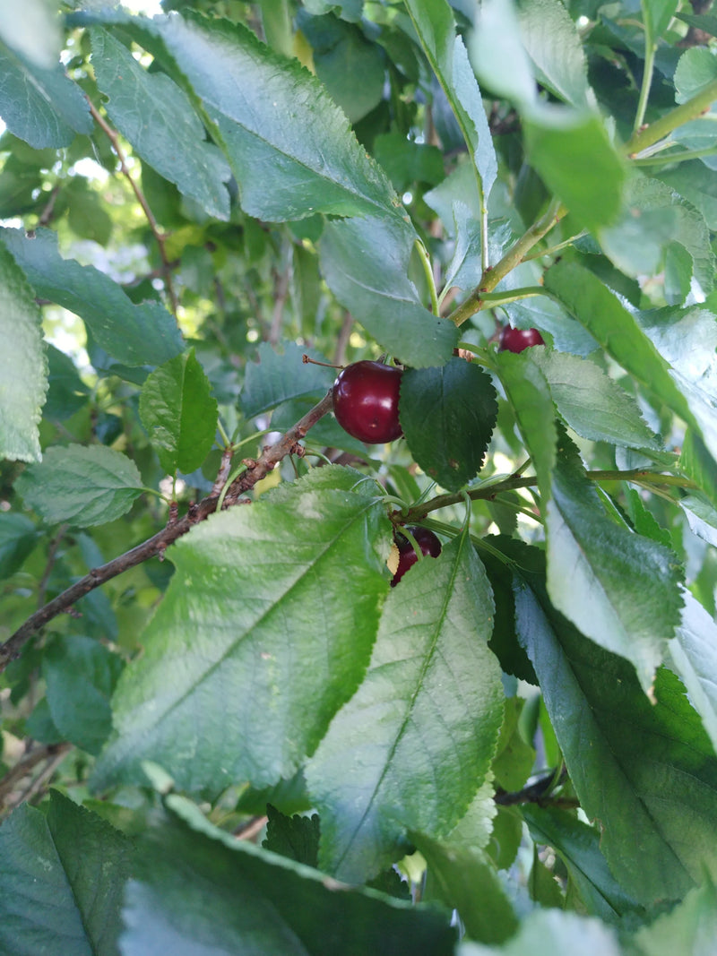 L'image montre des griottes rouges et mûres suspendues à une branche parmi un feuillage vert dense. Les fruits et les feuilles sont clairement représentés.
