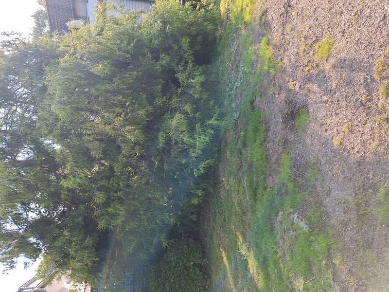 Cyprès Sawara — Bild 1