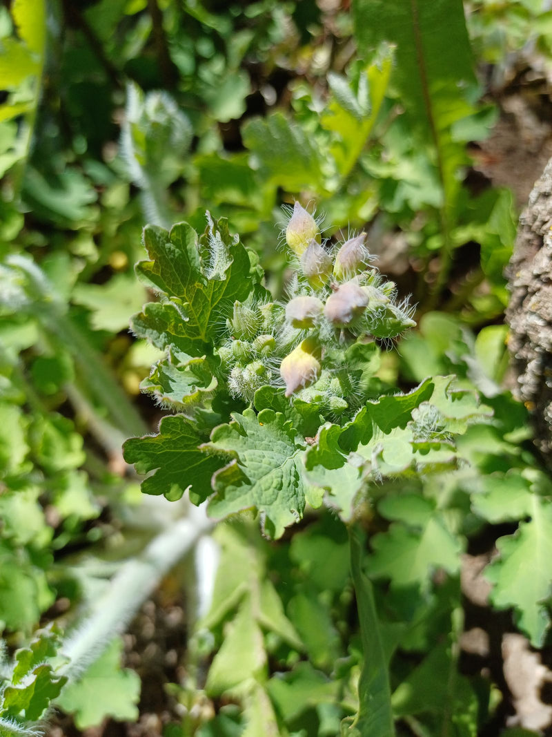 Chélidoine — Bild 1