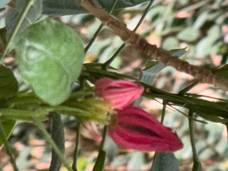 On observe des boutons floraux rougeâtres et une feuille verte d'un abutilon sur une branche.