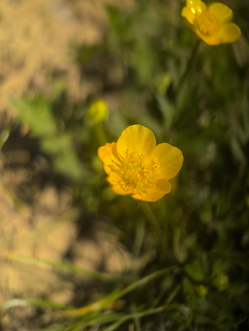 Bouton d'or épicé — Bild 3