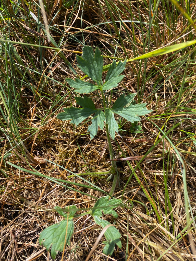 On voit une plante verte aux feuilles lobées et à la tige velue poussant dans un pré. La forme caractéristique des feuilles correspond au renoncule âcre.