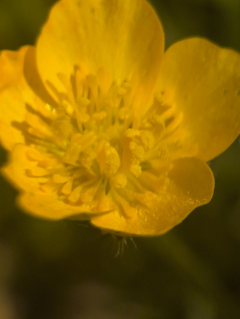 Bouton d'or épicé — Bild 2