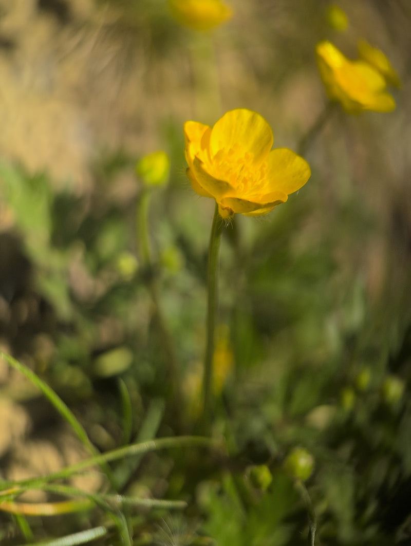 Bouton d'or épicé — Bild 1