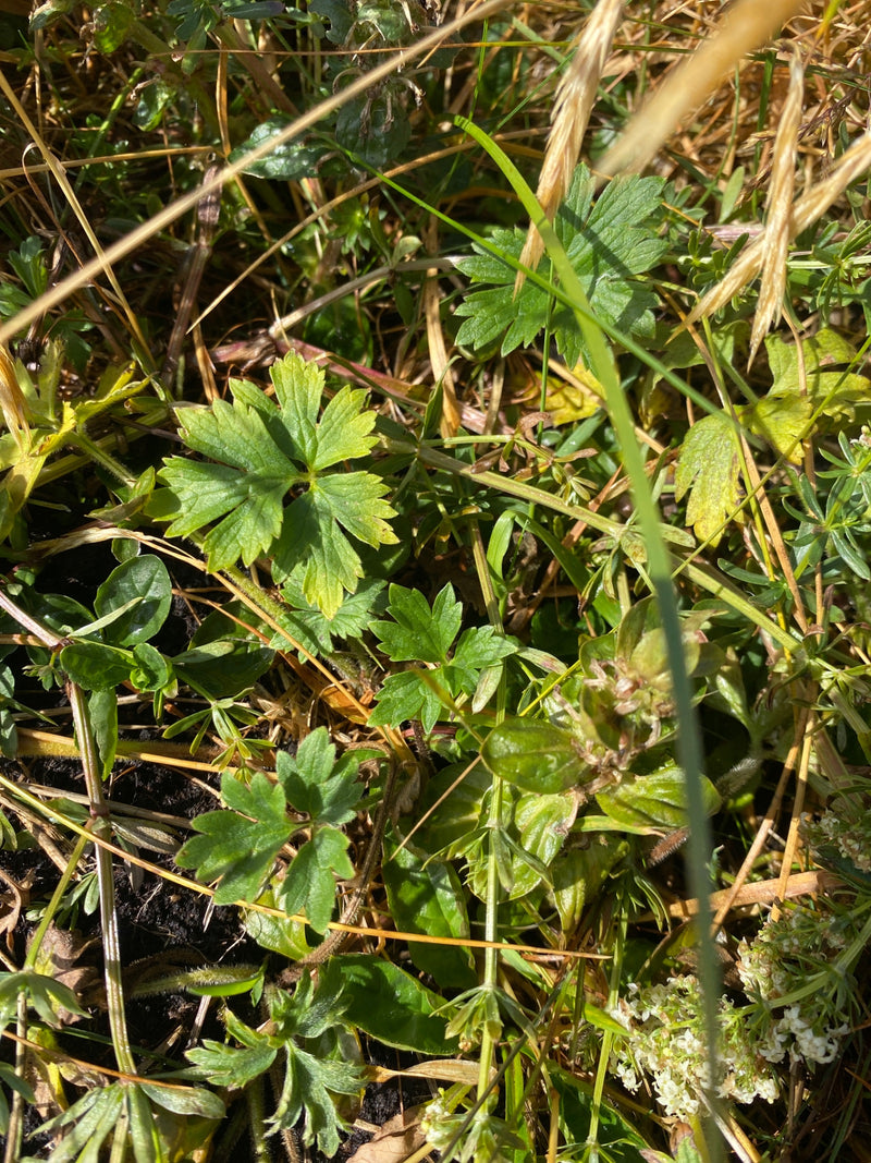 L'image montre les feuilles typiques palmées et divisées du bouton d'or commun. Elles poussent dans une prairie entourées d'herbe et d'autres plantes.