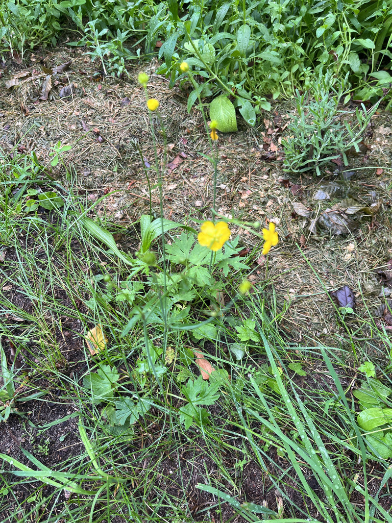 L'image montre un renoncule âcre avec des fleurs jaunes et des feuilles vertes poussant dans une prairie. La plante est positionnée au centre devant un fond ...