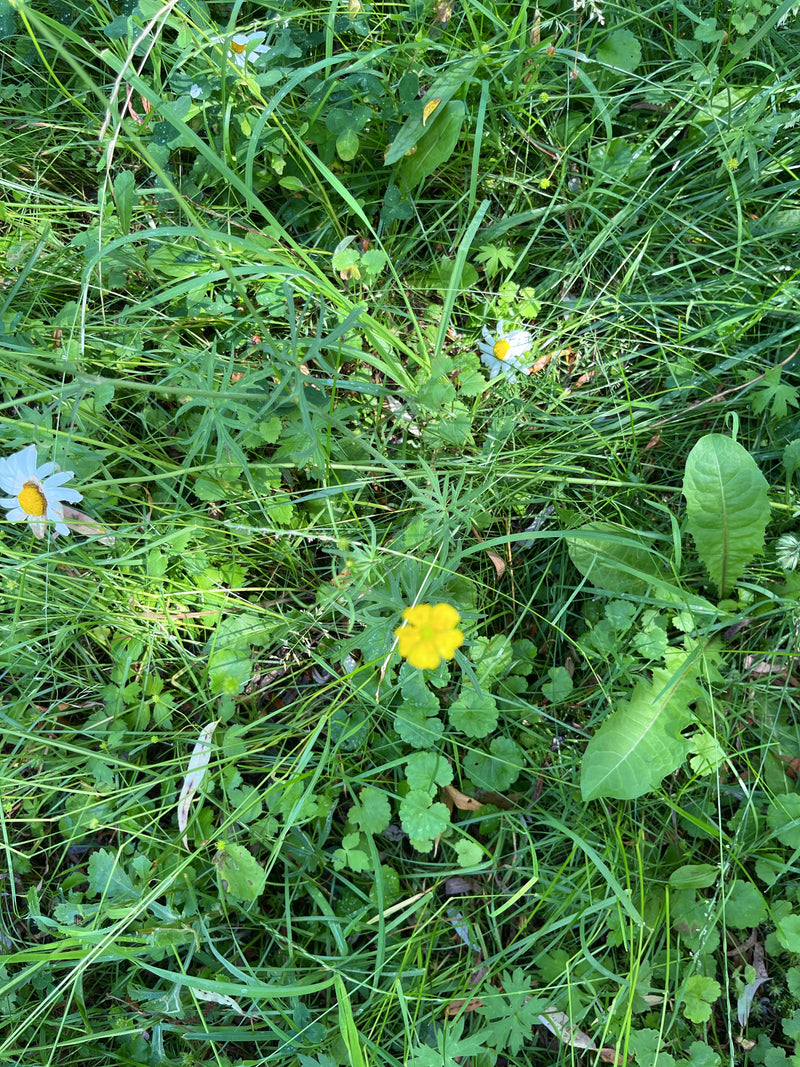 Une fleur jaune de renoncule âcre pousse au milieu d'une prairie dans de hautes herbes.