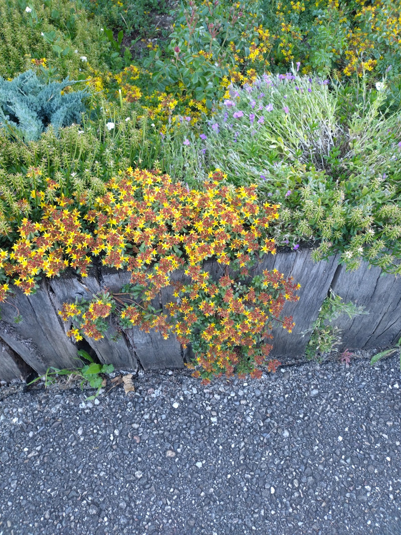 On peut voir un orpin âcre en fleurs avec des fleurs jaunes, poussant le long d'un bord de parterre en bois. La plante montre sa croissance typique dans un e...