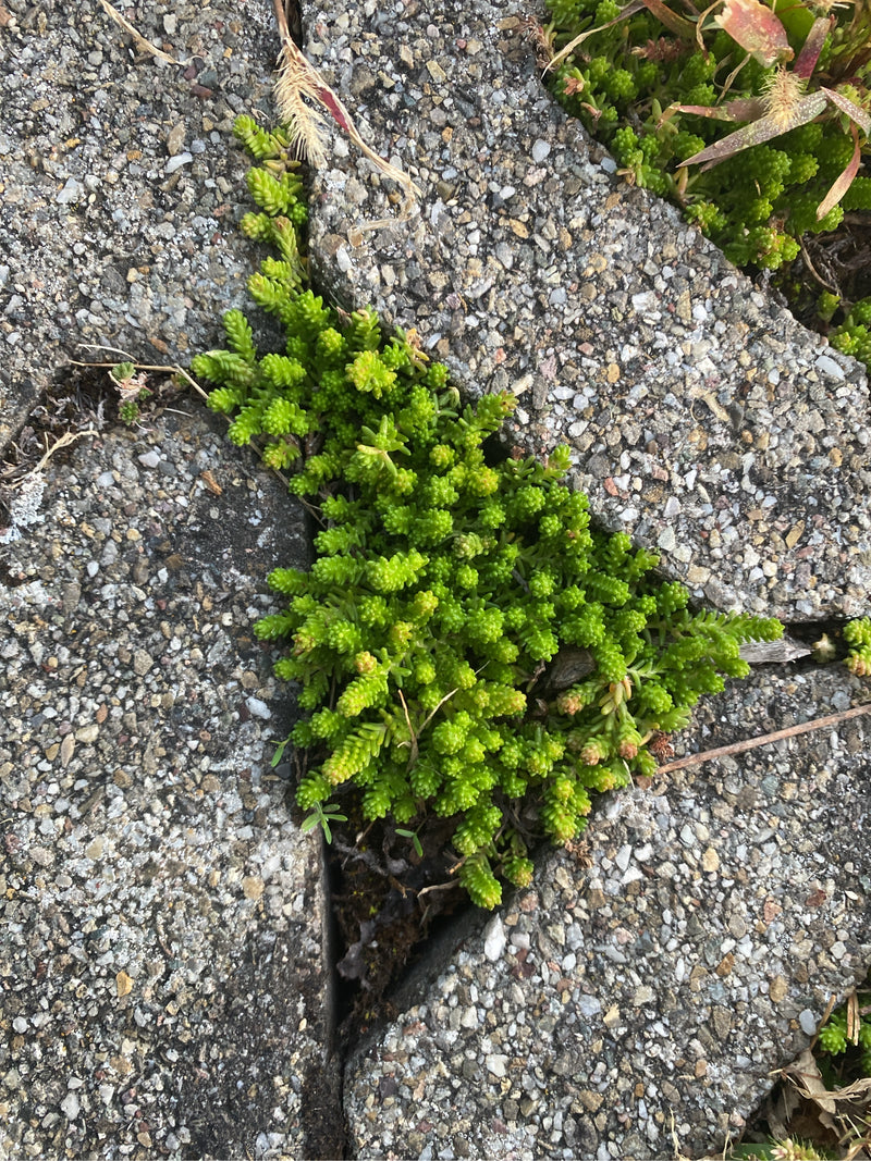 On peut voir un orpin brûlant qui pousse densément dans un espace entre des pavés. Les feuilles succulentes et vert clair sont bien visibles.