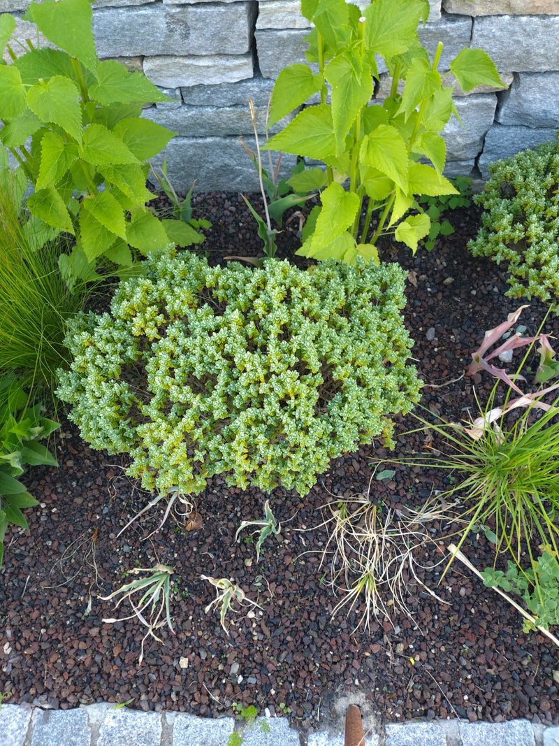 On y voit un orpin brûlant compact poussant dans un parterre de gravier sombre devant un mur en pierre naturelle. La plante présente ses petites feuilles cha...