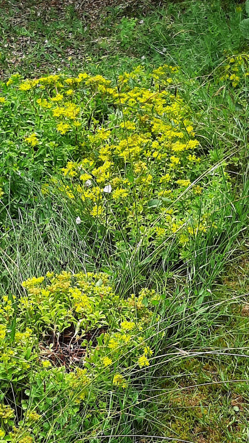L'image montre un orpin brûlant en fleurs avec des fleurs jaunes typiques poussant dans une prairie. La prise de vue montre la plante d'en haut dans son envi...