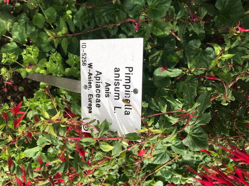 On peut voir un plant de fuchsia sain avec des fleurs rouges caractéristiques et un feuillage vert dans un parterre. Une étiquette de plante blanche est au p...