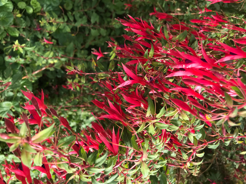 L'image montre de nombreuses fleurs rouges et des feuilles vertes de fuchsias dans un jardin. La plante est en pleine floraison.