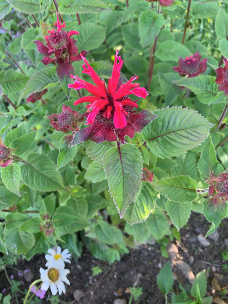 Ortie indienne — Bild 1