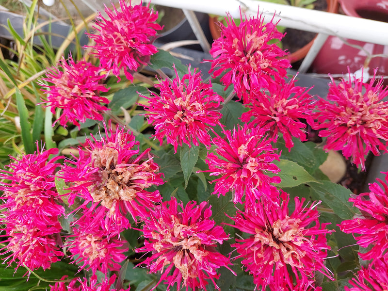 On voit plusieurs fleurs rouge vif de monarde en gros plan par the dessus. Les inflorescences poussent de manière serrée devant un feuillage vert.