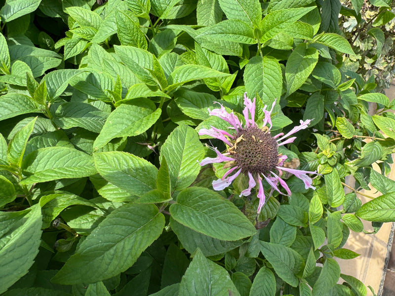Une fleur violet pâle de monarde entourée d'un feuillage vert dense.
