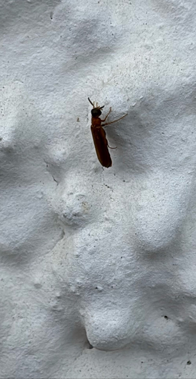 Scarabée écarlate — Bild 3