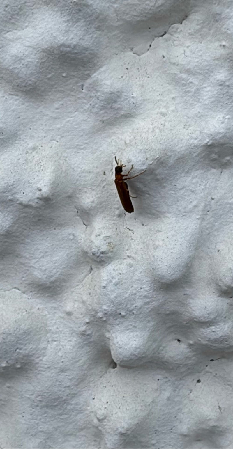 Scarabée écarlate — Bild 2