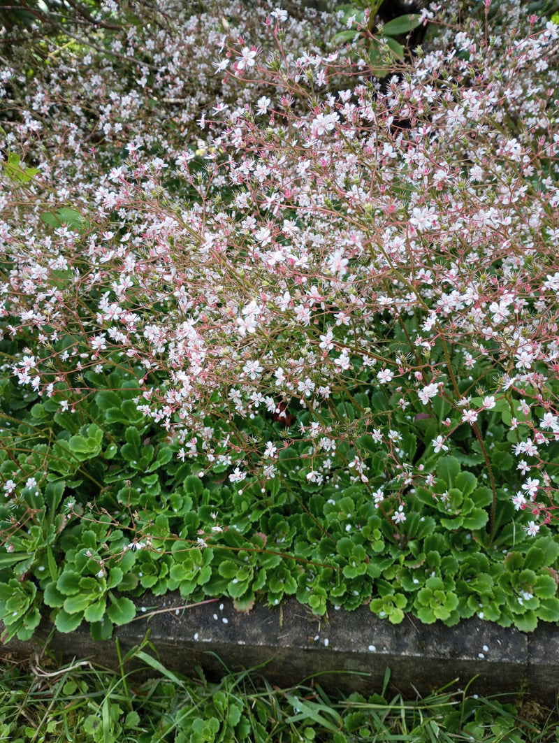 Saxifrage d'ombre — Bild 1