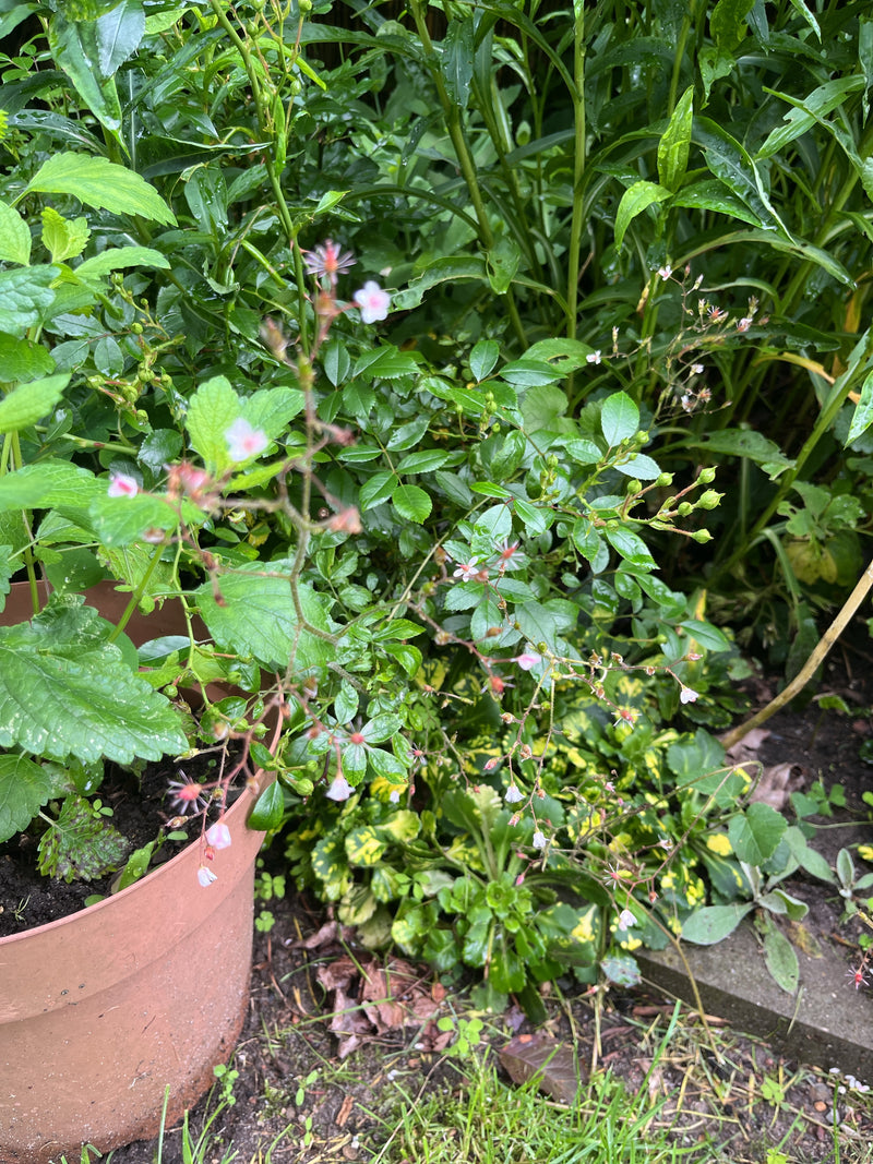 Saxifrage d'ombre — Bild 2