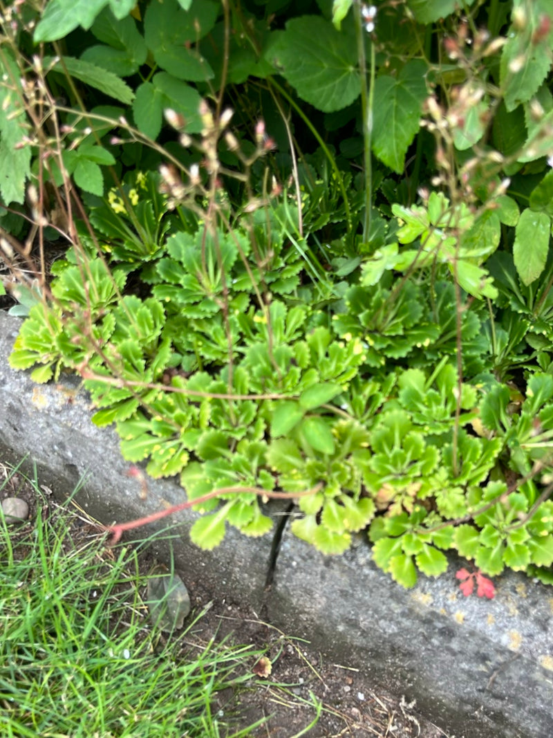 Saxifrage d'ombre — Bild 3