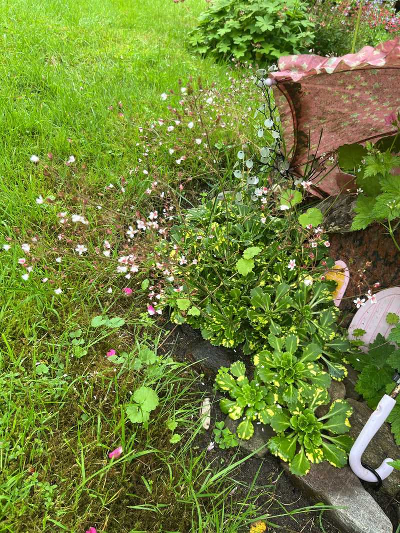 Saxifrage d'ombre (forme panachée) — Bild 1