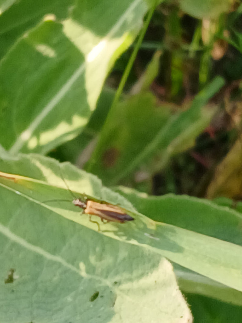 Faux longicorne — photo 3 sur 3
