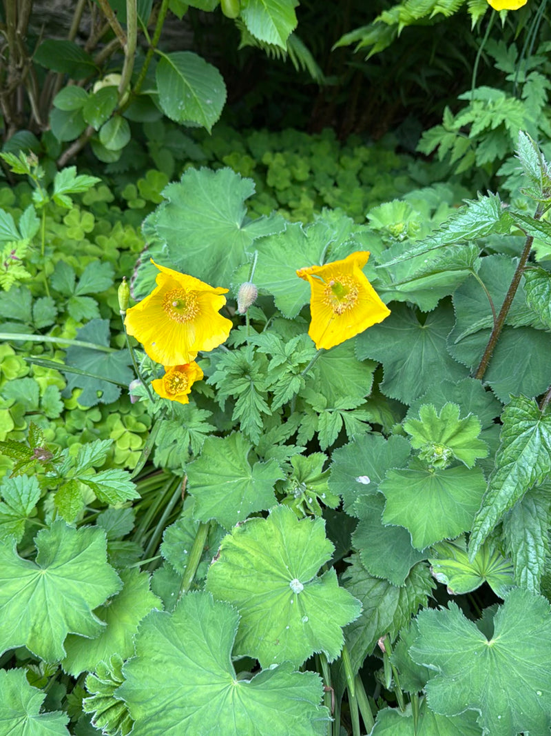 Simili coquelicot — Bild 1