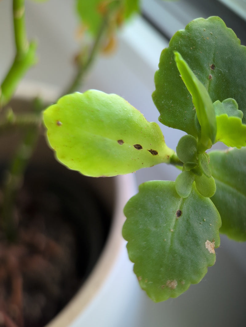 Plusieurs cochenilles sont visibles sous forme de petites taches sombres sur les feuilles vertes d'une plante d'intérieur. Elles sont immobiles sur la surfac...