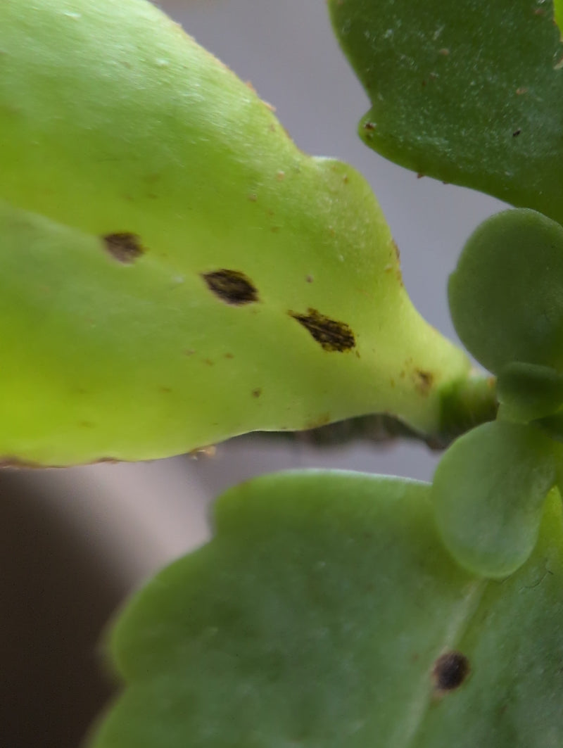 De petits insectes cochenilles sombres sont visibles sous forme de taches sur les feuilles vert clair d'une plante. L'image montre un gros plan.