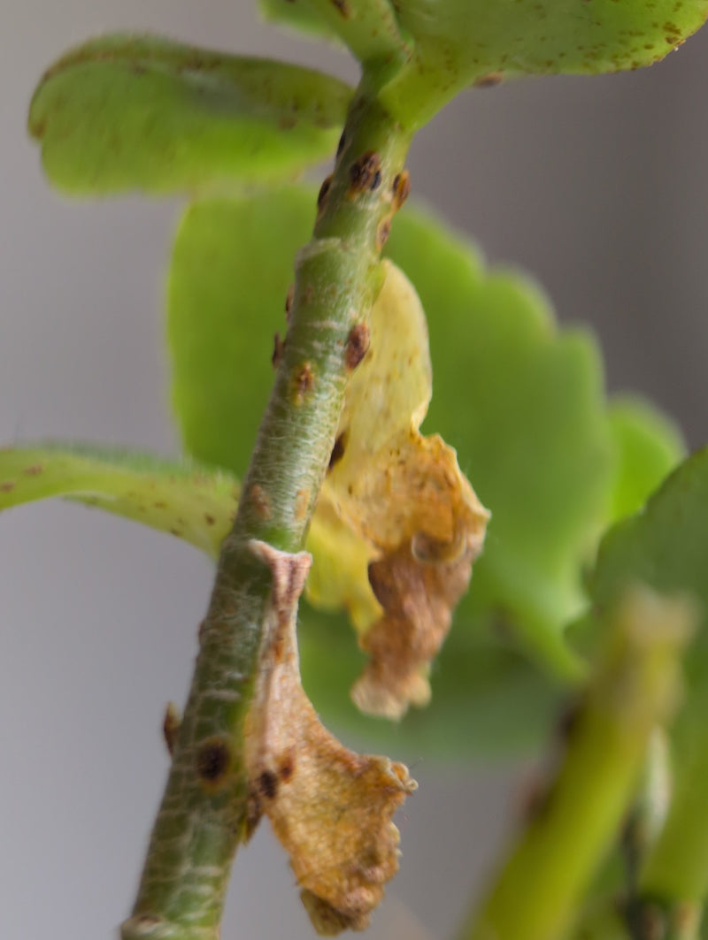 Cochenilles — Bild 4