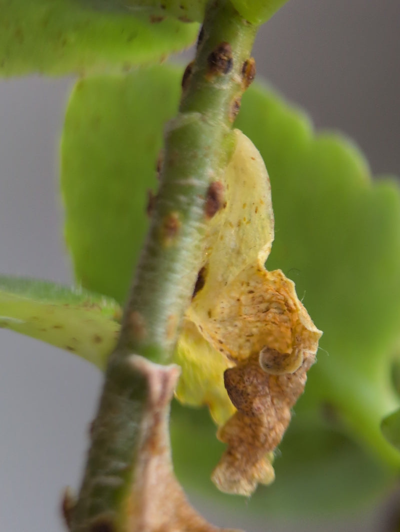 Cochenilles — Bild 3
