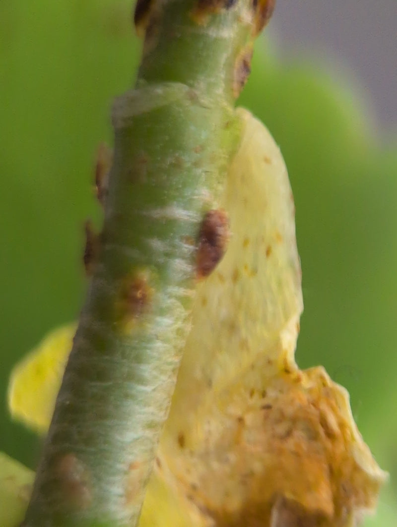 Cochenilles — Bild 2