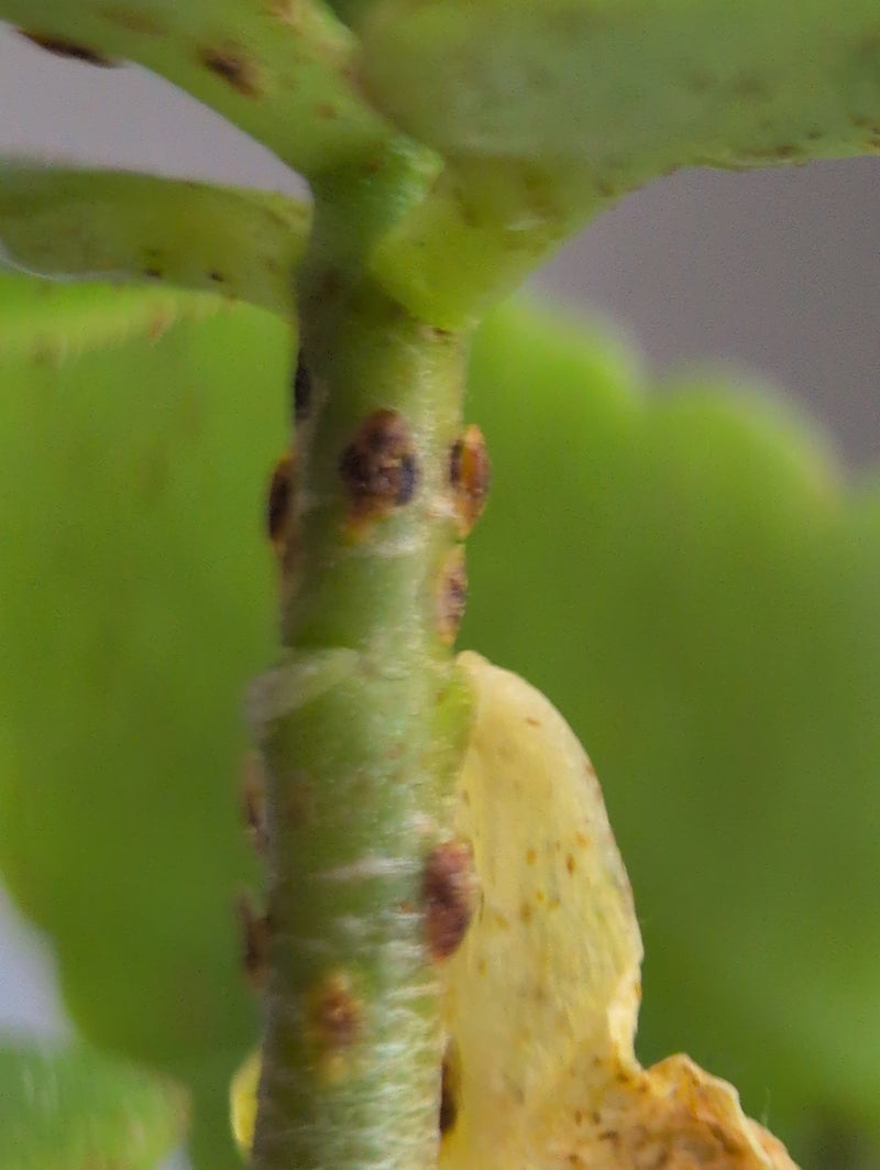 Cochenilles — Bild 1