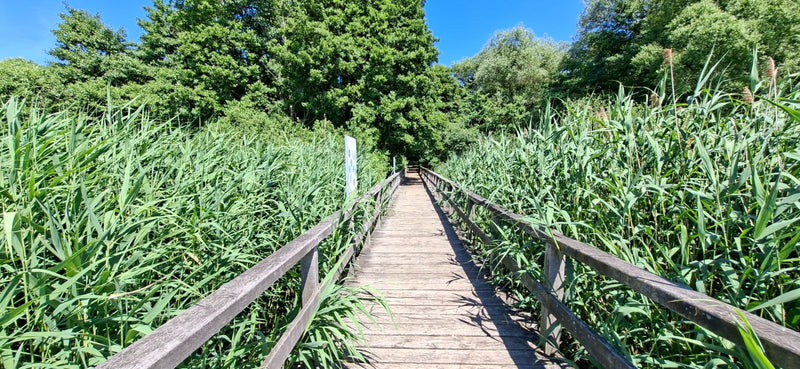 Des peuplements denses de roseaux poussent des deux côtés d'une passerelle en bois traversant une zone humide. Les hautes herbes dominent le paysage.