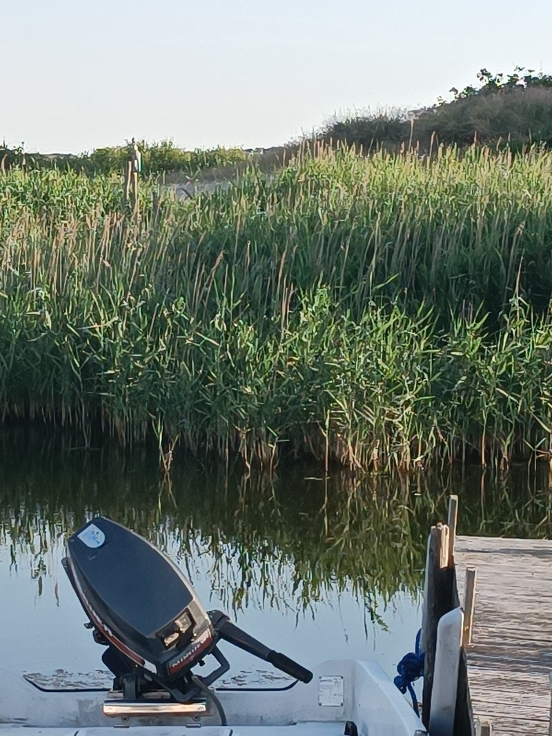 On aperçoit un peuplement dense de roseaux sur la rive d'un plan d'eau. Une jetée en bois et l'arrière d'un bateau se trouvent au premier plan.