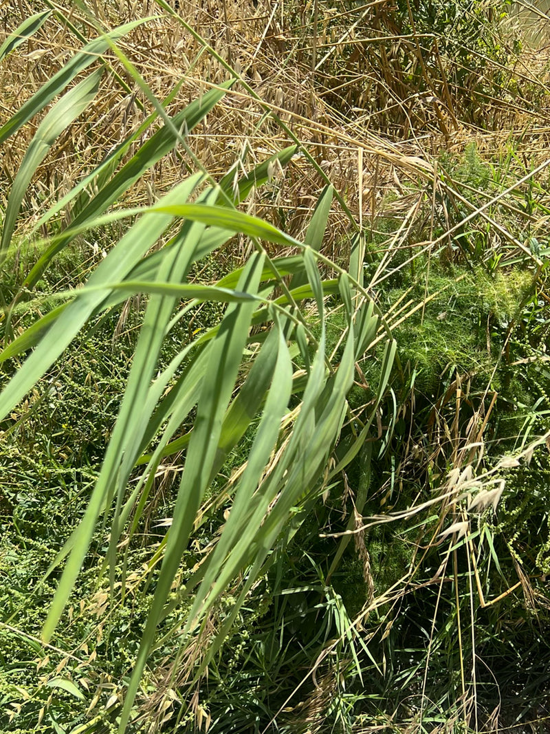L'image montre les longues feuilles et tiges vertes et étroites du roseau commun dans un environnement naturel avec de la végétation sèche en arrière-plan. L...