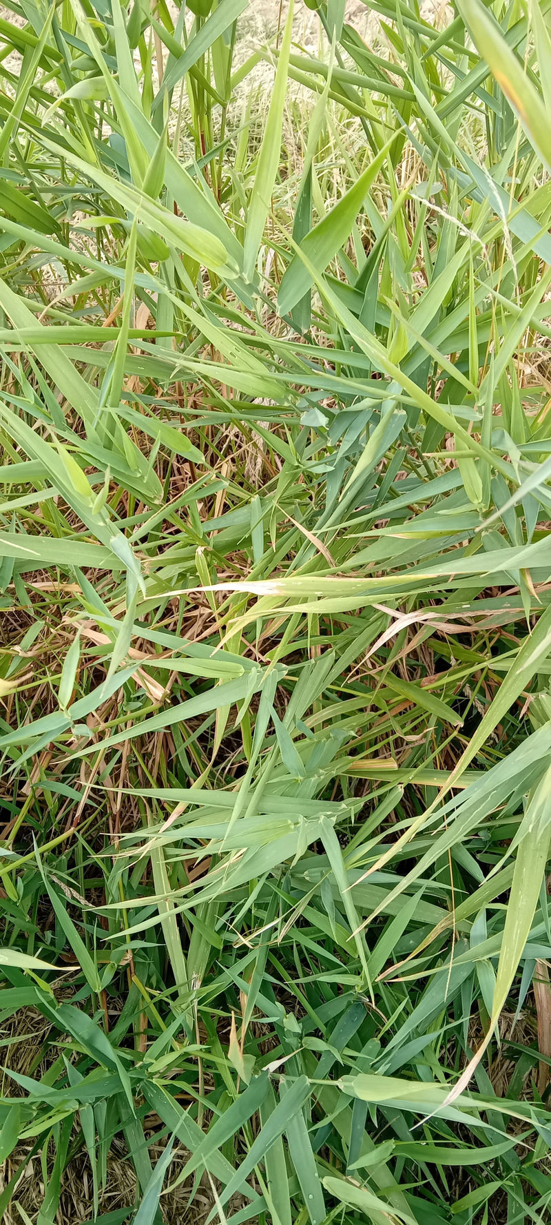 L'image montre un peuplement dense de roseaux communs avec des feuilles vertes caractéristiques. La prise de vue est orientée vers le bas sur la végétation.