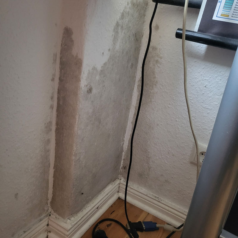 L'image montre une importante prolifération de moisissures sur un mur de pièce plâtré. Le champignon s'étend dans le coin de la pièce.