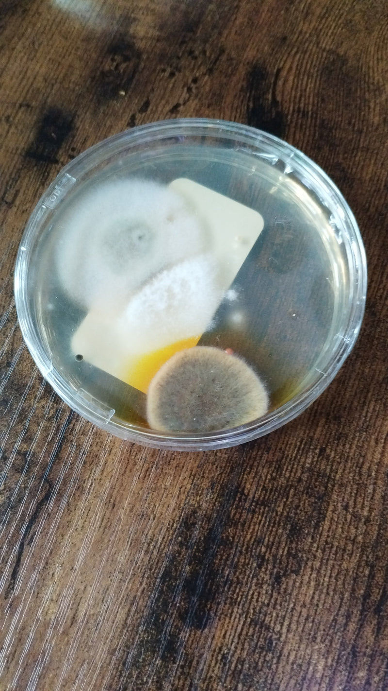 L'image montre des colonies de champignons du genre Aspergillus dans une boîte de Pétri ronde. Les cultures présentent une croissance circulaire typique sur ...
