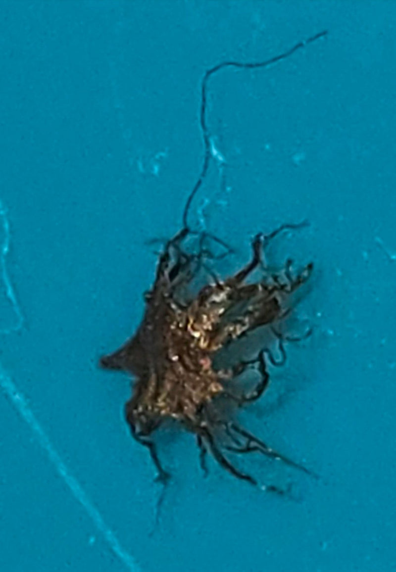 Stachybotrys chartarum — Bild 2