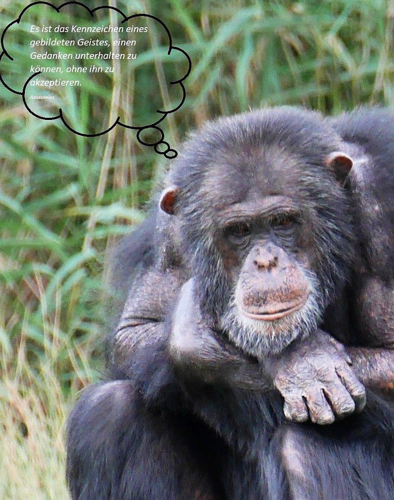chimpanzé — Bild 1