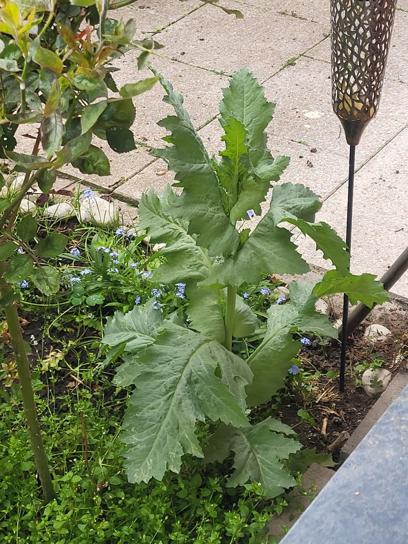 Pavot à opium — Bild 1