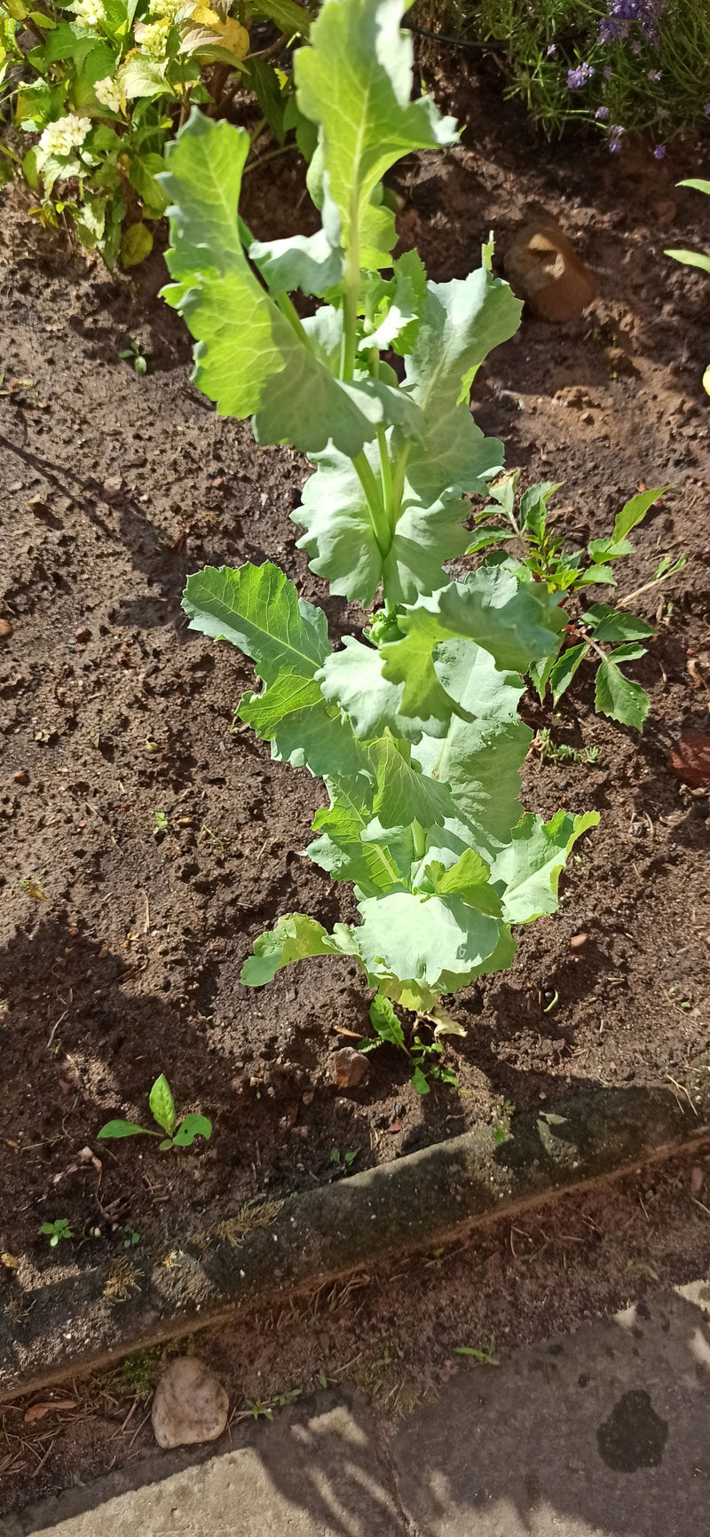 Pavot à opium — Bild 2