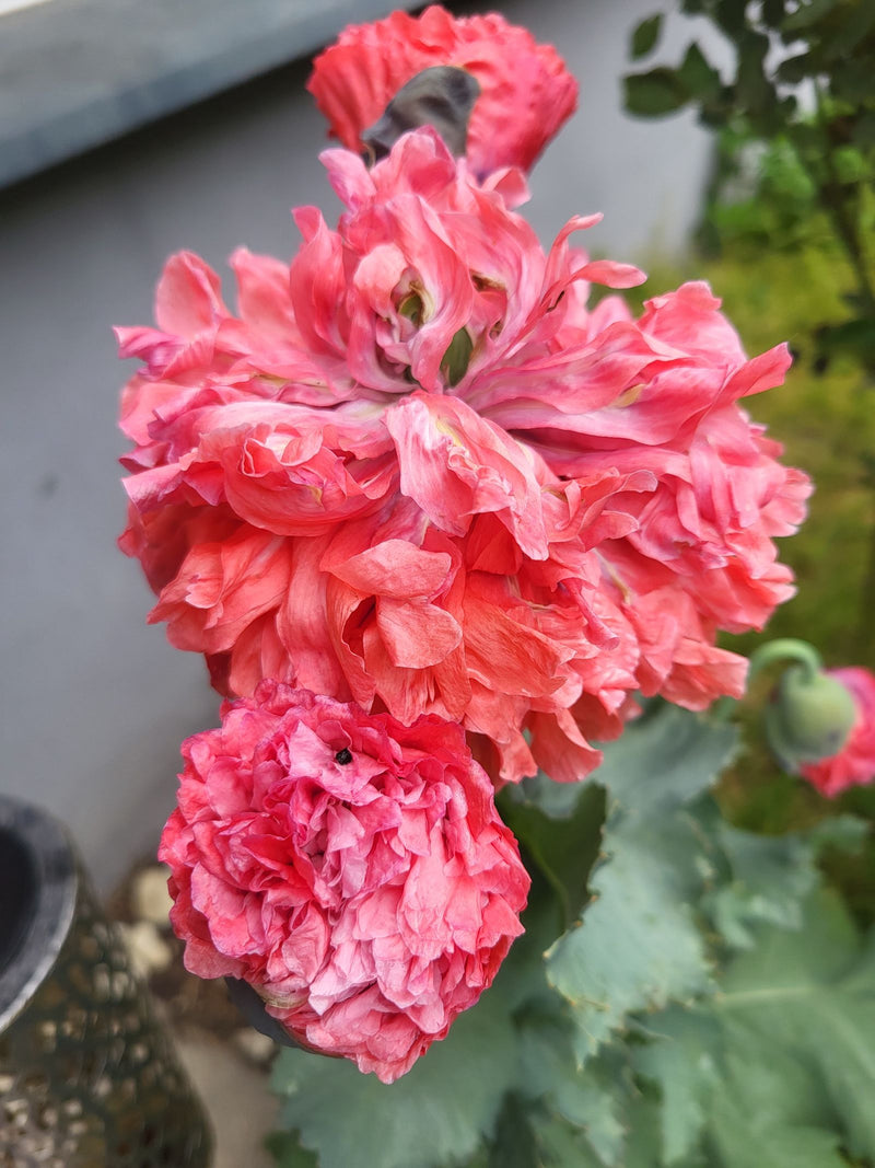 Pavot à opium — Bild 3