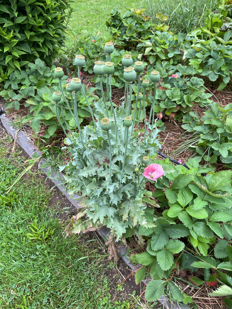 Pavot à opium — photo 1 sur 7