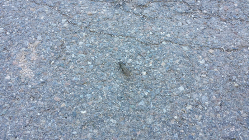 mouche de boue — Bild 1