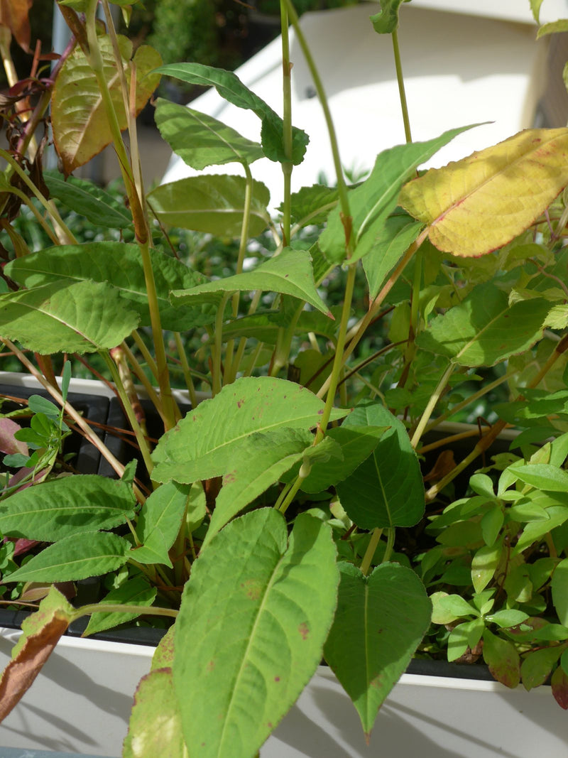 L'image montre les feuilles vertes et les tiges d'une renouée bistorte dans un bac à plantes.